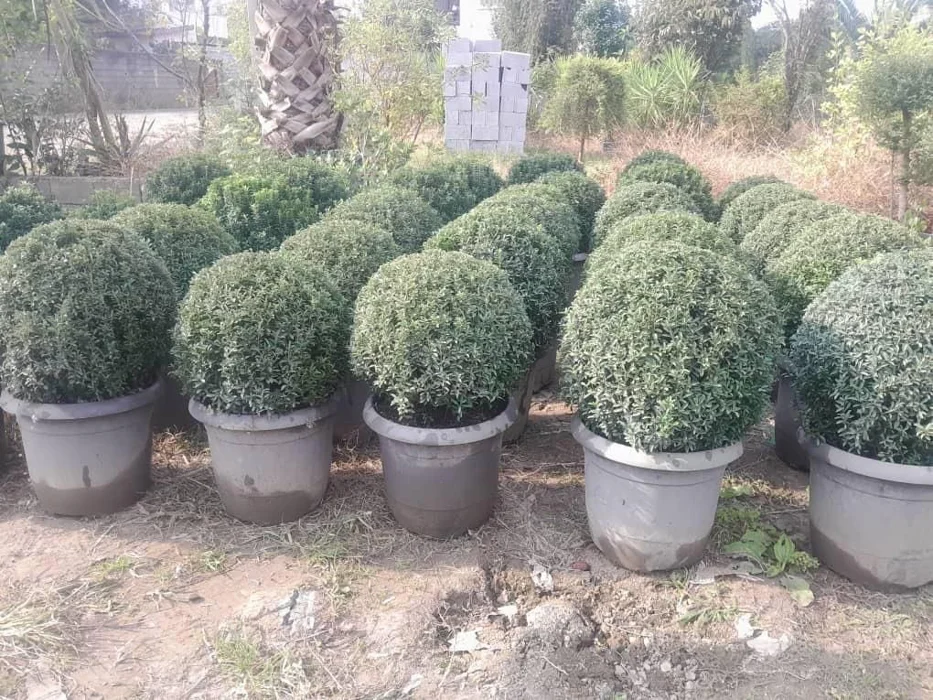 تصویر کوچک پروژه